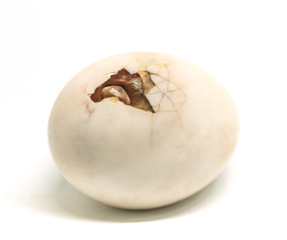 Assisted hatching – асистирано излюпване на ембриона при ин витро