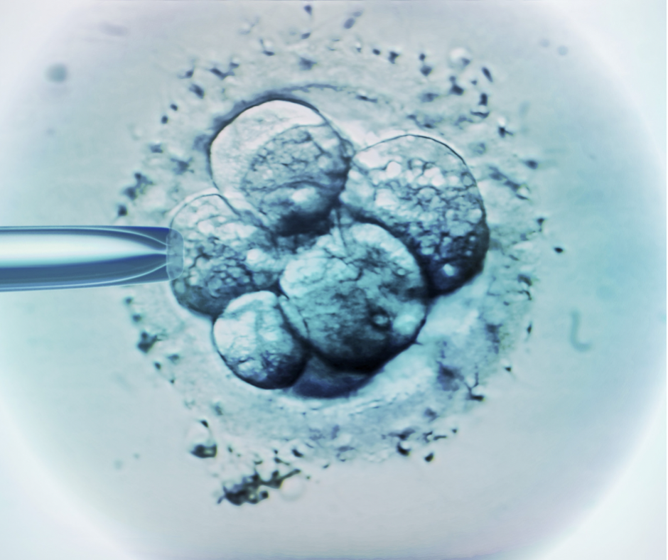 Процентът живо родените инвитро бебета след биопсия на ембрионите намалява