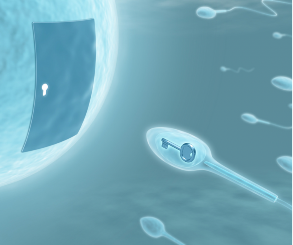 Macs ART Annexin V System е е отличен метод за селекция на здрави сперматозоиди